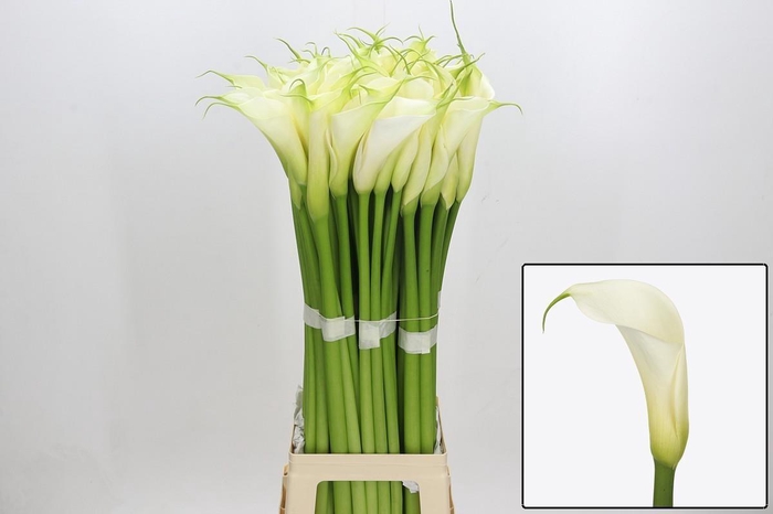 <h4>ZANT AE EYD WHITE</h4>