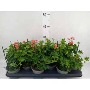 Pelargonium pelt. 'Balkon Rood'