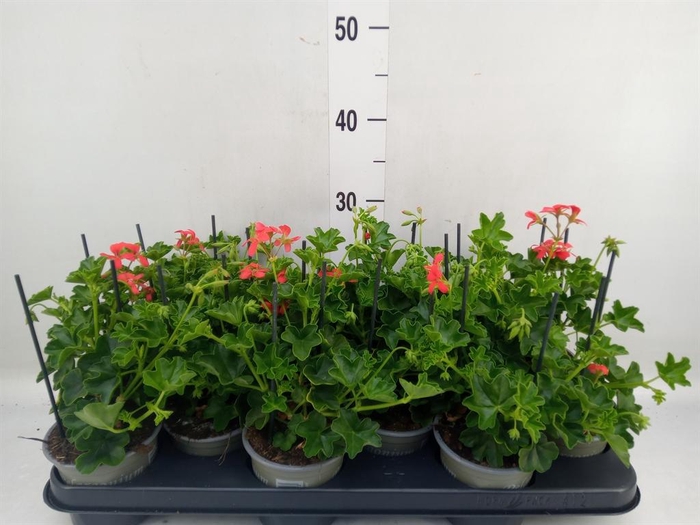 <h4>Pelargonium pelt. 'Balkon Rood'</h4>