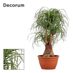 Beaucarnea vertakt 30 cm (Decorum)