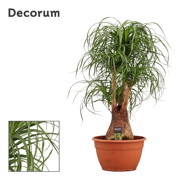 <h4>Beaucarnea vertakt 30 cm (Decorum)</h4>