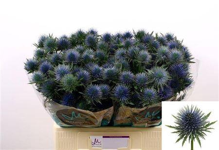 Eryngium Magnetar Qstar 60cm X30