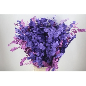 Euca Cinerea Mix Pink P Bunch