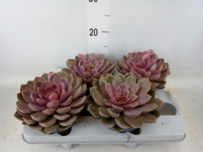 <h4>Echeveria   ...</h4>
