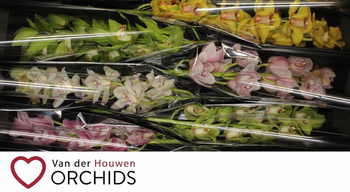 <h4>80 cm gemengd</h4>