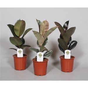 Ficus Mix