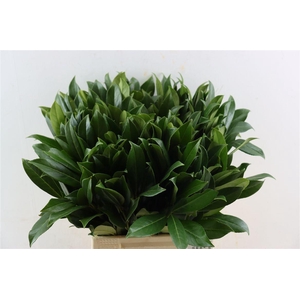 Laurierkers Broad P Stem