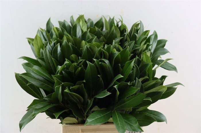 <h4>Laurierkers Broad P Stem</h4>