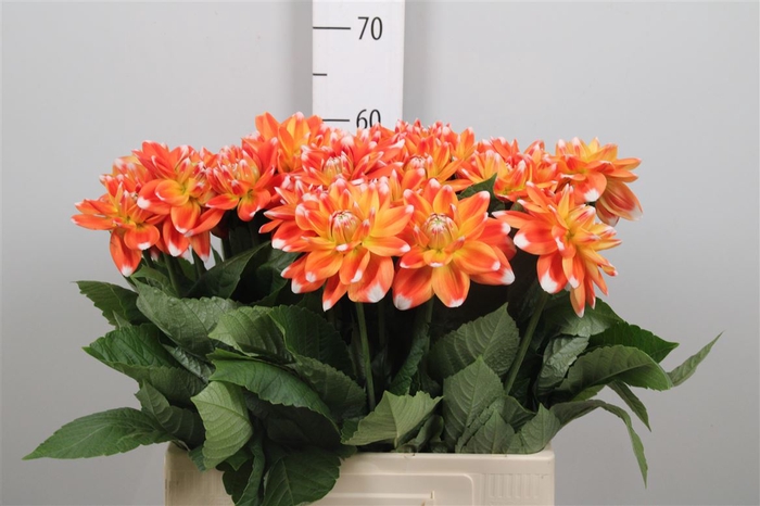 <h4>Dahl Hapet Harmony</h4>