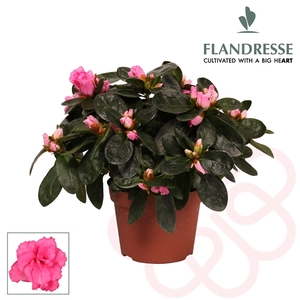 Azalea Flandresse® 'roze' 17+ cm