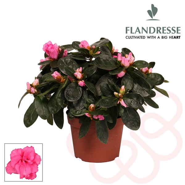 <h4>Azalea Flandresse® 'roze' 17+ cm</h4>