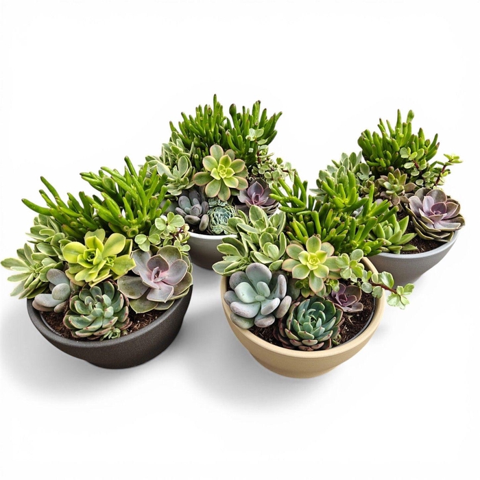<h4>Ceramics® - Summer Succulents Bowl</h4>