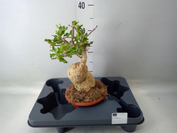 <h4>Cactus   ...</h4>