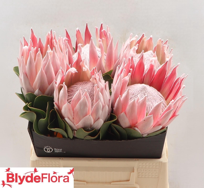 <h4>PROTEA CY MABEL</h4>