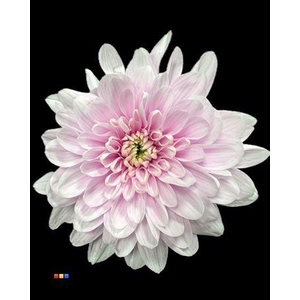 Chr T 2 Kl Baltica Pastel Cerise