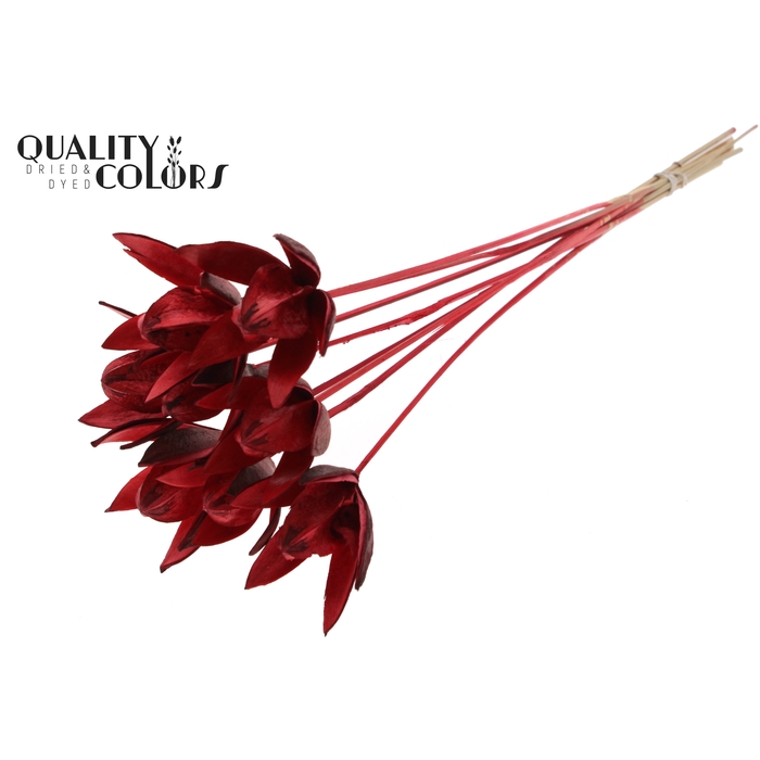 <h4>Wild Lilly on stem Red</h4>