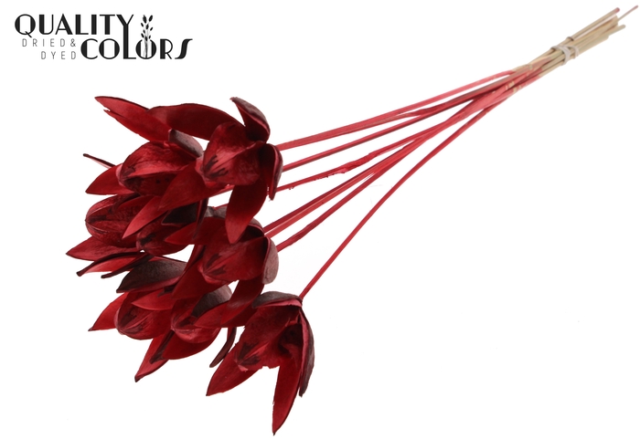 Wild Lilly on stem Red