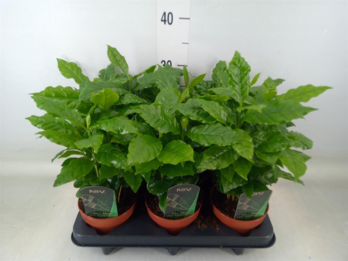 <h4>Coffea arabica</h4>