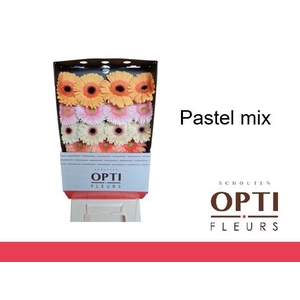 Gerbera Mix Pastel Diamond