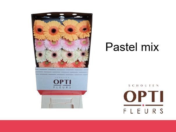<h4>Gerbera Mix Pastel Diamond</h4>