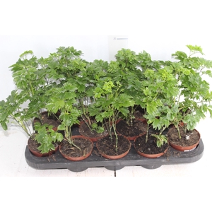 ARVORE DA FELICIDADE P11 MACHO