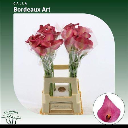 <h4>Zant Bordeaux Art</h4>