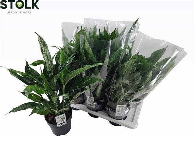 <h4>SPATH DIAMOND</h4>