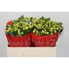 Hypericum Smiley Romance