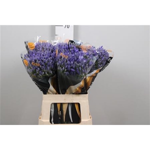 Agap Eyfori Blue