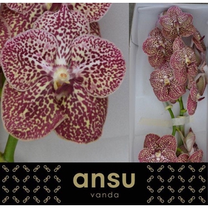 VANDA SU OCEL SIENNA