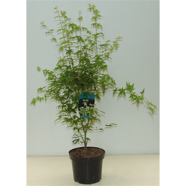 <h4>Acer palmatum 'Bi Hoo' P23</h4>