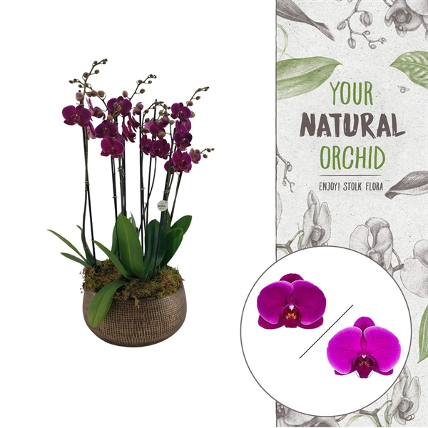 <h4>Your Natural Orchid | 3 x 3 tak paars in Ryan bowl | Phal.</h4>