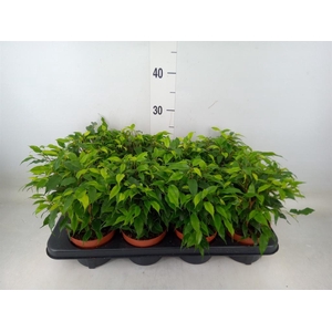 Ficus benja. 'Green Kinky'