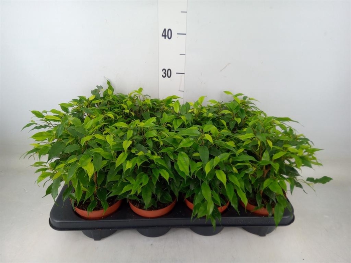 <h4>Ficus benja. 'Green Kinky'</h4>