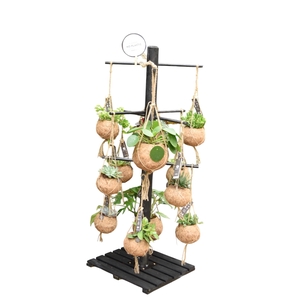 Kokodama Black Tree INCLUDING 24 best selling Kokodama's