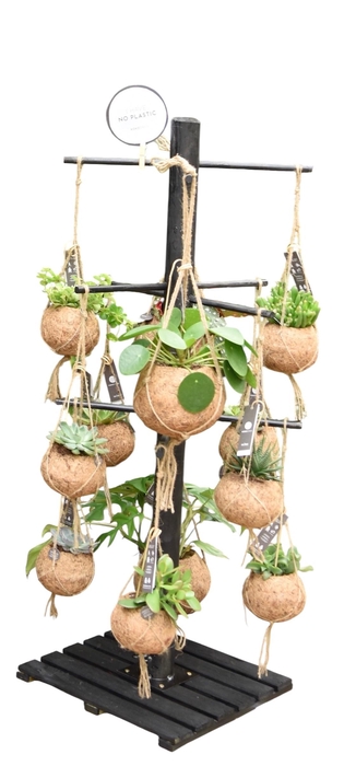 <h4>Kokodama Black Tree INCLUDING 24 best selling Kokodama's</h4>