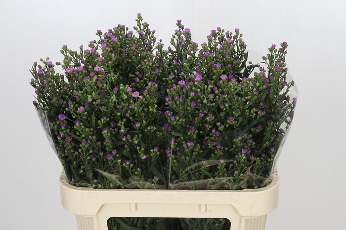 <h4>Aster Painted Lady</h4>