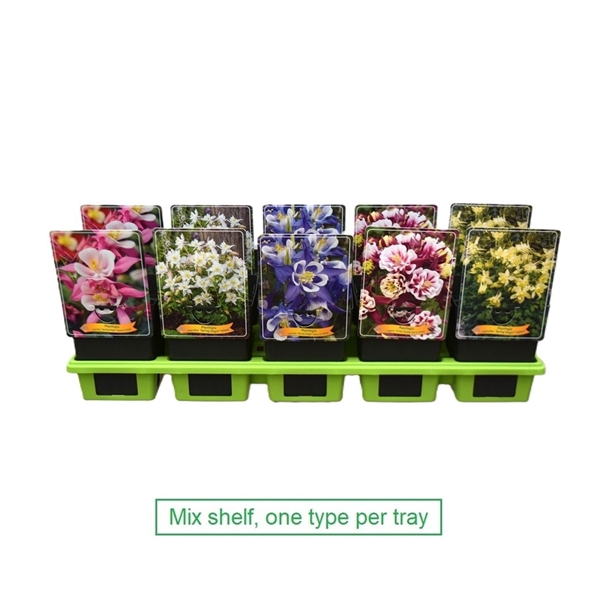 <h4>Aquilegia mix 6x10 srt. per laag P11</h4>