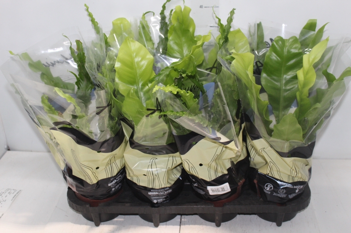 <h4>ASPLENIUM VARIADO P14</h4>