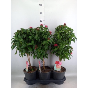 Pentas lanceolata 'Panic Pink'