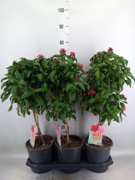<h4>Pentas lanceolata 'Panic Pink'</h4>