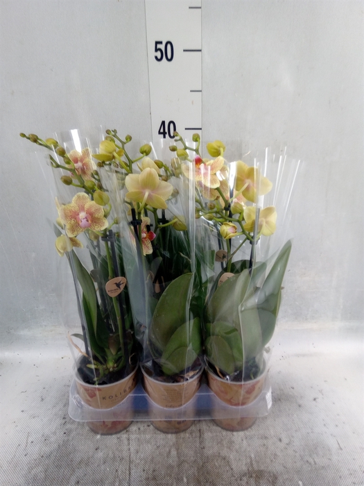 <h4>Phalaenopsis multi.   ...orange</h4>