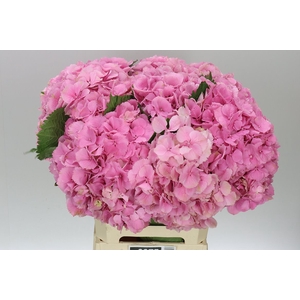 Hyd Elbtal Pink