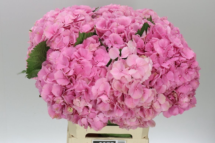 <h4>Hyd Elbtal Pink</h4>