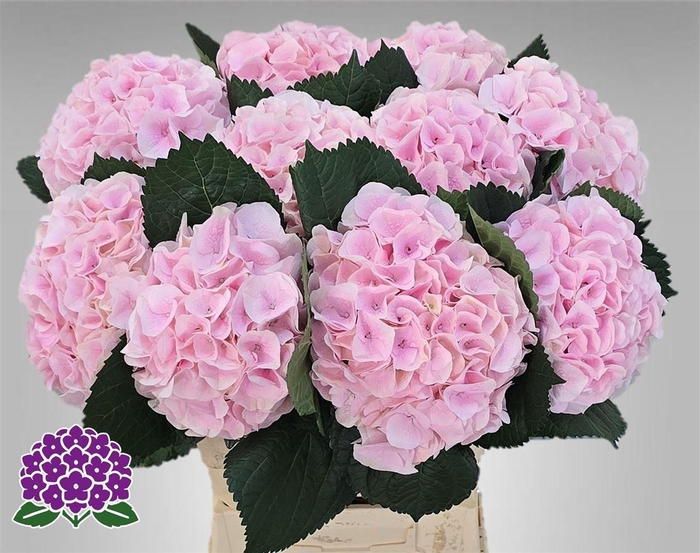 Hydr M My Beau Pinkt