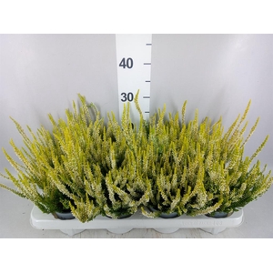 Calluna vulg. 'Beauty L Agneta'
