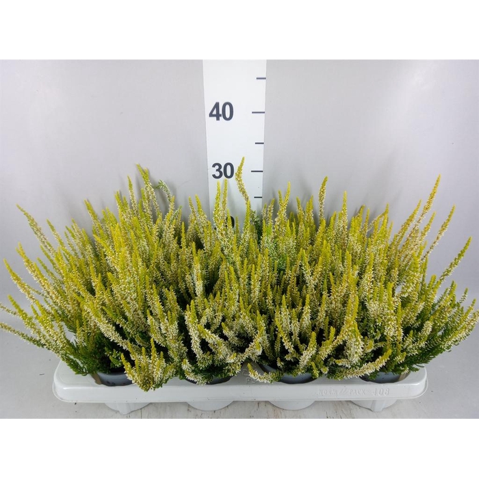 <h4>Calluna vulg. 'Beauty L Agneta'</h4>