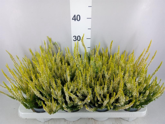 Calluna vulg. 'Beauty L Agneta'