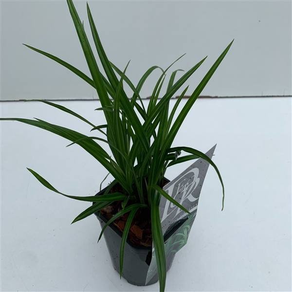 <h4>Graminées Carex 'Irisch Green'</h4>