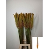 Eremurus  'Flash Dance'
